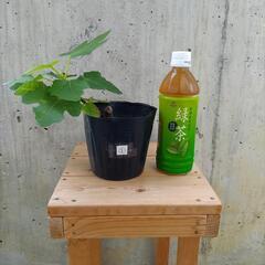 無農薬  白いちじく①植物