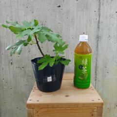 無農薬白いちじく②