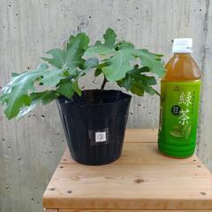 無農薬白いちじく③植物