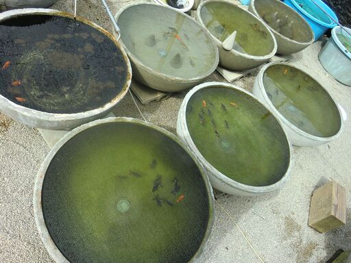 tosafarm  作りました。 （お取引終了） 土佐鉢コンクリート  栓付き  下駄付き  の大型丸鉢です。土佐金 トサキン 土佐錦 金魚  メダカ