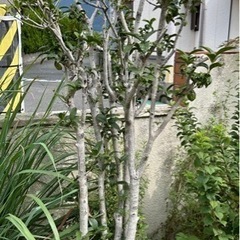 【差し上げます】ウスギモクセイ(薄黄木犀)