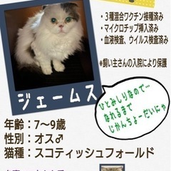 10月10日(祝)成猫譲渡会開催❣️ - 台東区