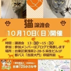 10月10日(祝)成猫譲渡会開催❣️
