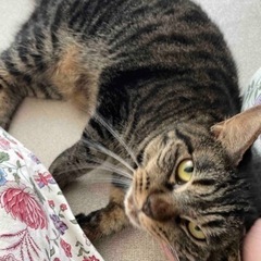 10月10日(祝)成猫譲渡会開催❣️ - 里親募集