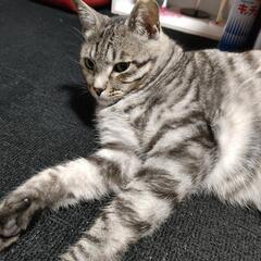 猫オス