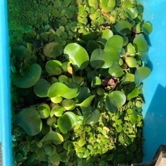 水草貰って下さい