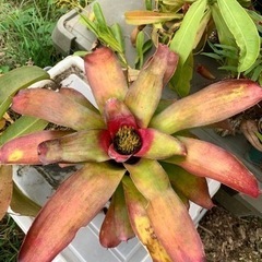 ネオレゲリア　不明種　開花済み