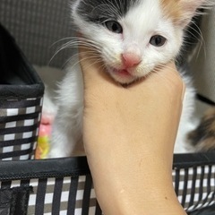 三毛子猫さん