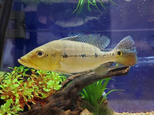 キクラメラニアエ（25センチ±）　大型魚