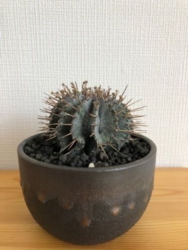 【観葉植物】ユーフォルビアホリダ