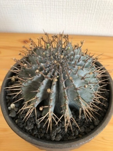 【観葉植物】ユーフォルビアホリダ