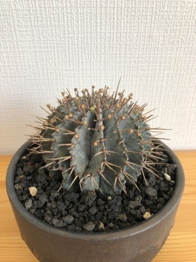 【観葉植物】ユーフォルビアホリダ