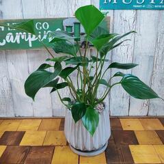 【観葉植物】ホマロメナ ルベスケンス　受皿付