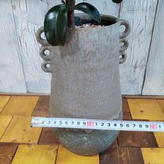 【観葉植物】フィカス・バーガンディの画像