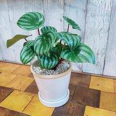 【観葉植物】ぺぺロミア・アルギレイア　受皿付の画像