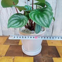 【観葉植物】ぺぺロミア・アルギレイア　受皿付の画像