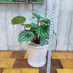 【観葉植物】ぺぺロミア・アルギレイア　受皿付の画像
