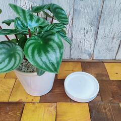 【観葉植物】ぺぺロミア・アルギレイア　受皿付の画像