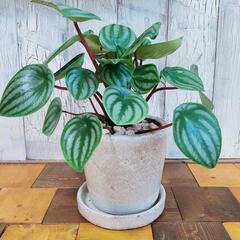 【観葉植物】ぺぺロミア・アルギレイア　　受皿付