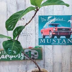 【観葉植物】曲げカシワバゴム バンビーノ　受皿付の画像