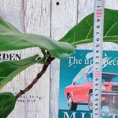 【観葉植物】曲げカシワバゴム バンビーノ　受皿付の画像