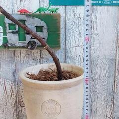 【観葉植物】曲げカシワバゴム バンビーノ　受皿付の画像