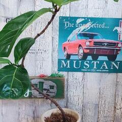 【観葉植物】曲げカシワバゴム バンビーノ　受皿付