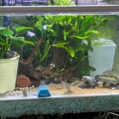 今回は10匹までです🙇　自家繁殖コリドラスステルバイ　１匹300円