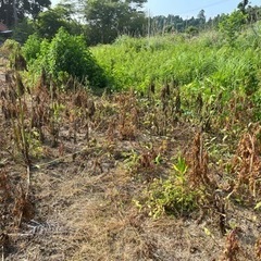 お暇時間を有効に⭐︎除草、草むしりなど簡単な作業⭐︎再投稿の画像