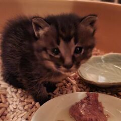 保護猫の里親募集です。