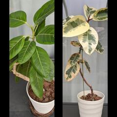 観葉植物４点セットの画像