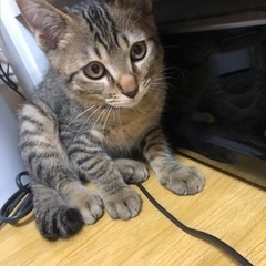 【里親さん決まりました】元気いっぱいキジトラ3ヶ月🎵