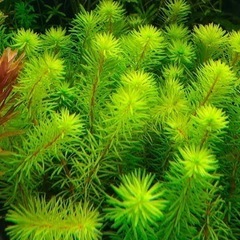 レア水草⭐️ロタラspバングラデシュ（水中葉）スネールなし、無農薬