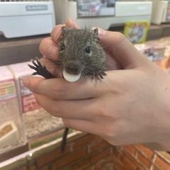 デグーの里親さんを募集しています。