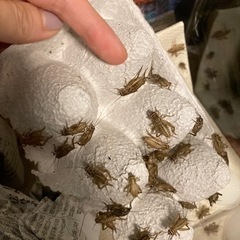 ヨーロッパイエコオロギＭサイズ50匹