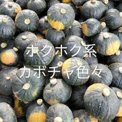 カボチャ、大量まとめ売り!　小売りもします。全部無農薬です！!