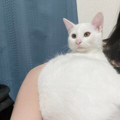 生後３か月　オス白猫　