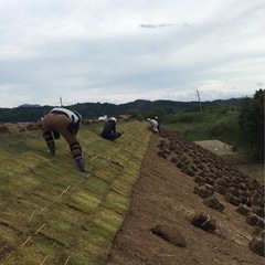 10/17〜北秋田市合川の野芝張り作業員募集‼️