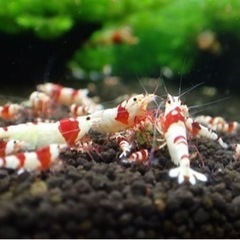 レッドビーシュリンプ　1匹300円からの画像