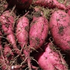 千葉県産！掘りたて！サツマイモ　完売しました