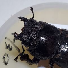 スマトラオオヒラタ　♀️49㎜の画像