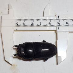 スマトラオオヒラタ　♀️49㎜の画像