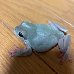 イエアメガエル4匹