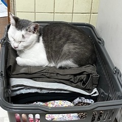 メス2匹急募  アレルギー発症しました