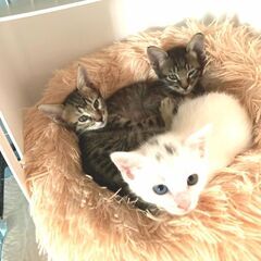 in瀬戸市☆子猫大集合の臨時譲渡会2022年10月8日（土）～ ...