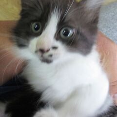 モフモフ　タヌキねこちゃん　8月生まれ