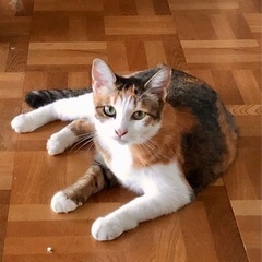 三毛猫  人懐っこい可愛い女の子！