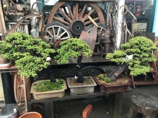 盆栽、松盆栽、赤蝦夷松盆栽、アカエゾ松盆栽、銘品盆栽、展覧会用盆栽