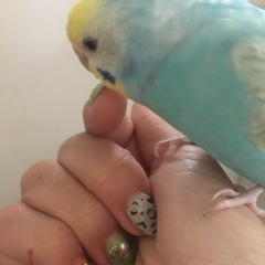 インコ探してます