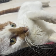 人懐っこい1才くらいの白茶猫♂